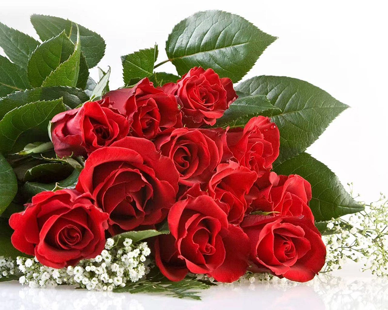 Fresh Cut Rose Promotion Gift Decorative Flower Valentine Day Monther′s Day 20PCS/Bundle