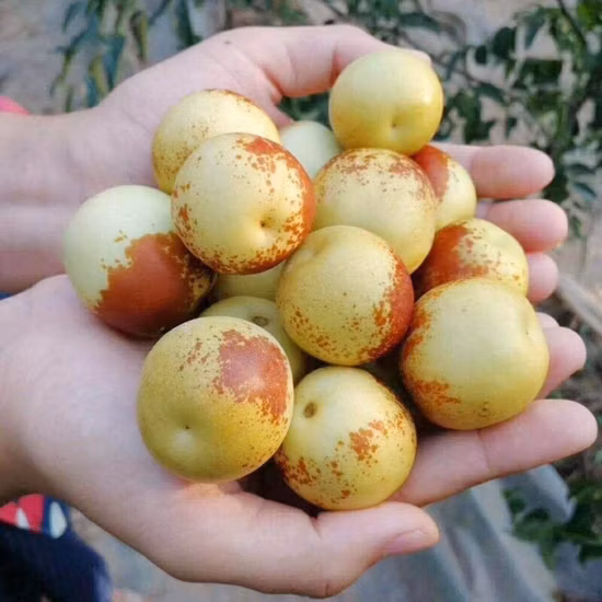 新鮮でジューシーな甘い味の新鮮な冬ナツメの果実を販売