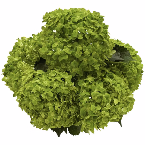 フレッシュカットグリーンフラワーエメラルドアジサイ庭の花バラサプライヤー