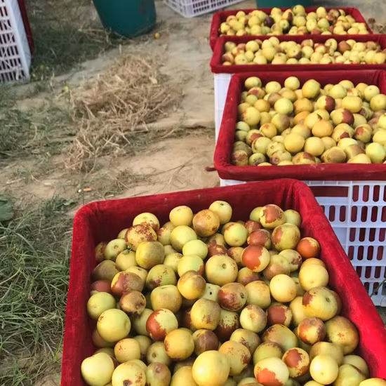 中国からの高品質の新鮮なナツメ ラウンド甘い新鮮な冬のナツメの果物